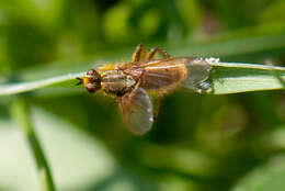 Image of Scathophaga stercoraria (Linnaeus 1758)