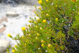 صورة Pteronia cederbergensis A. Bello, Magee & Boatwr.