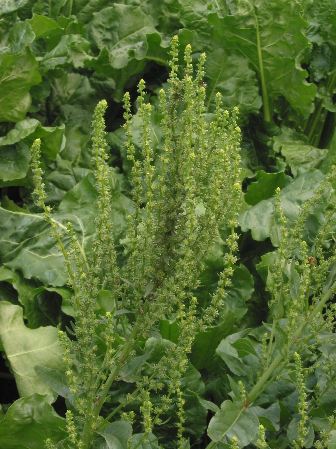 Image of Beta vulgaris subsp. vulgaris Altissima