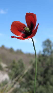 Image of Papaver laevigatum M. Bieb.