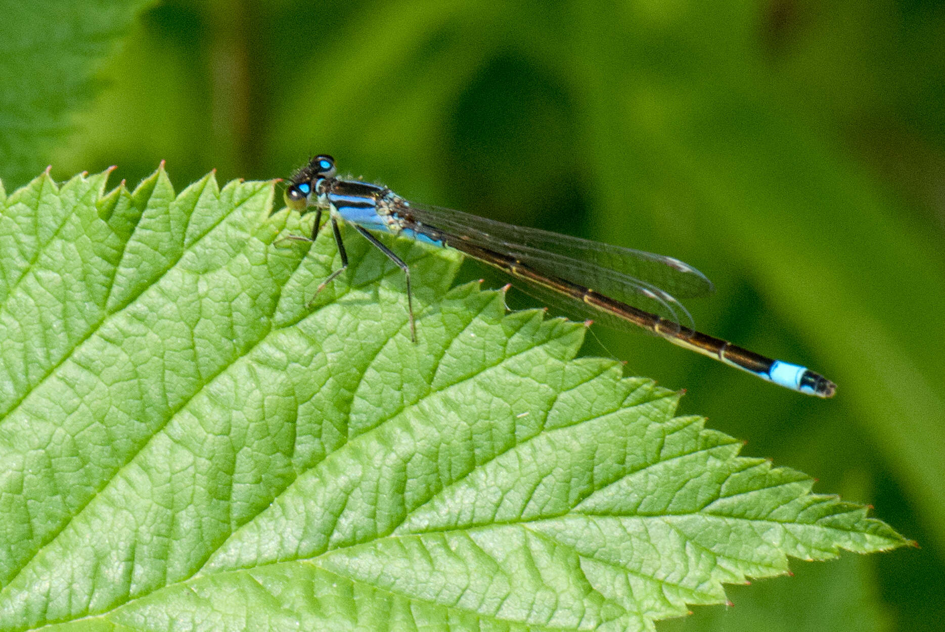 Imagem de Ischnura elegans (Vander Linden 1820)