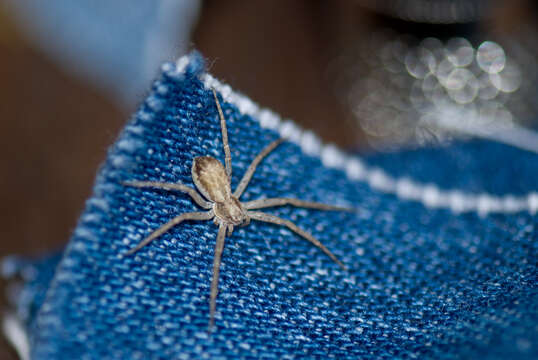 Image of Philodromus dispar Walckenaer 1826