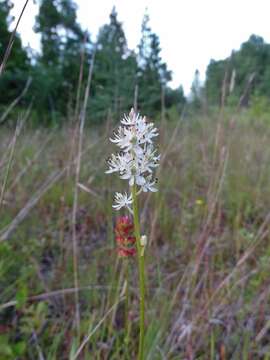 Sivun Triantha glutinosa (Michx.) Baker kuva