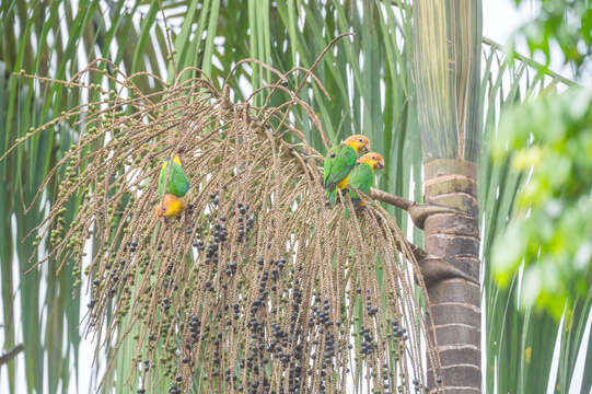 Image of Eastern White-bellied Parrot