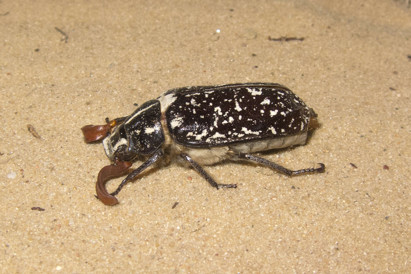 Image of Polyphylla fullo (Linnaeus 1758)