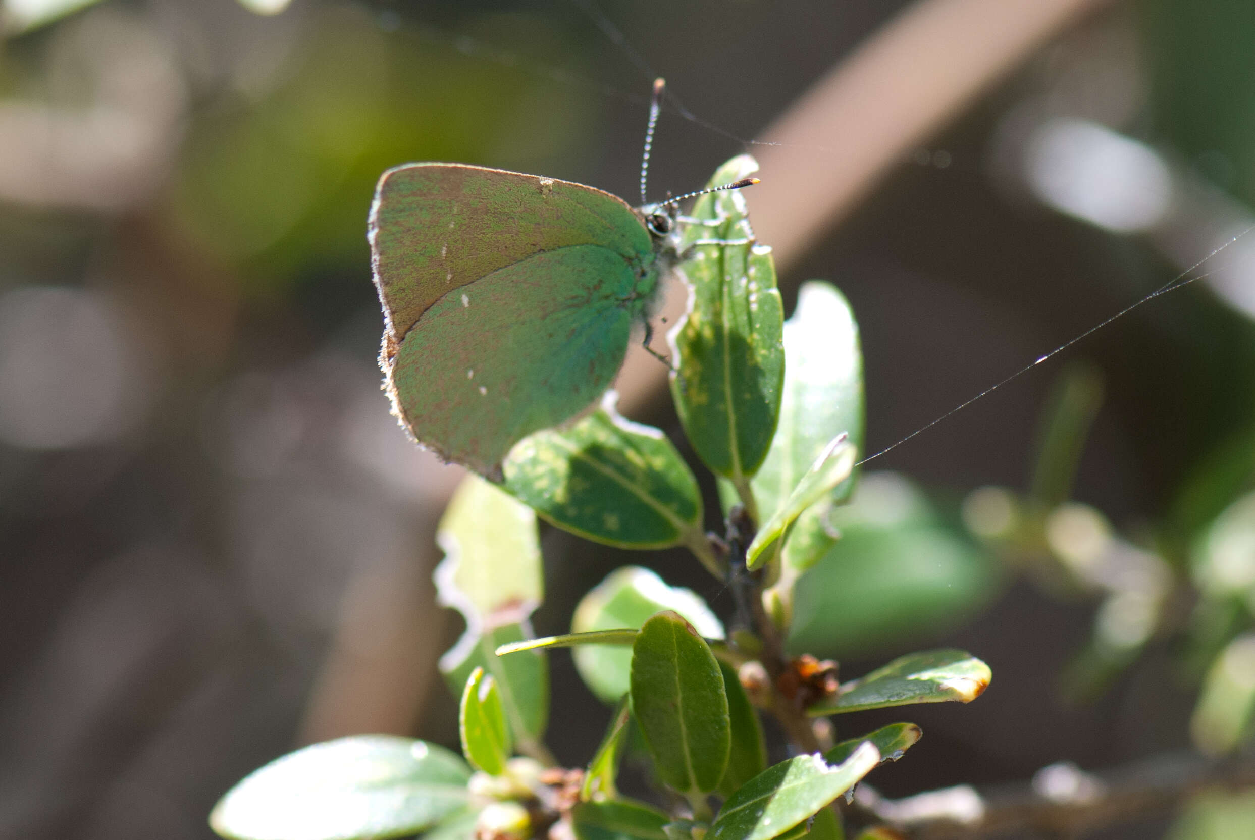 Plancia ëd Callophrys rubi (Linnaeus 1758)