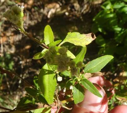 Image of Santa Rita snakeroot