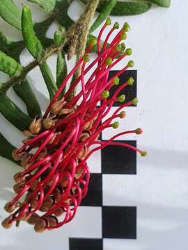 Image of Caley's grevillea