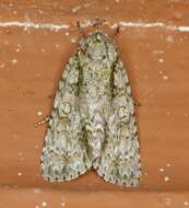 Image of Clear Dagger Moth