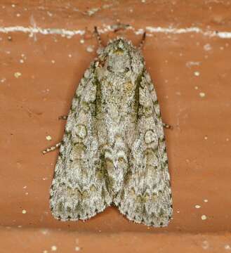 Image of Clear Dagger Moth