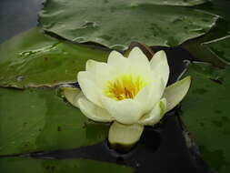 Plancia ëd Nymphaea candida C. Presl