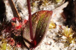 Image of Small duck orchid