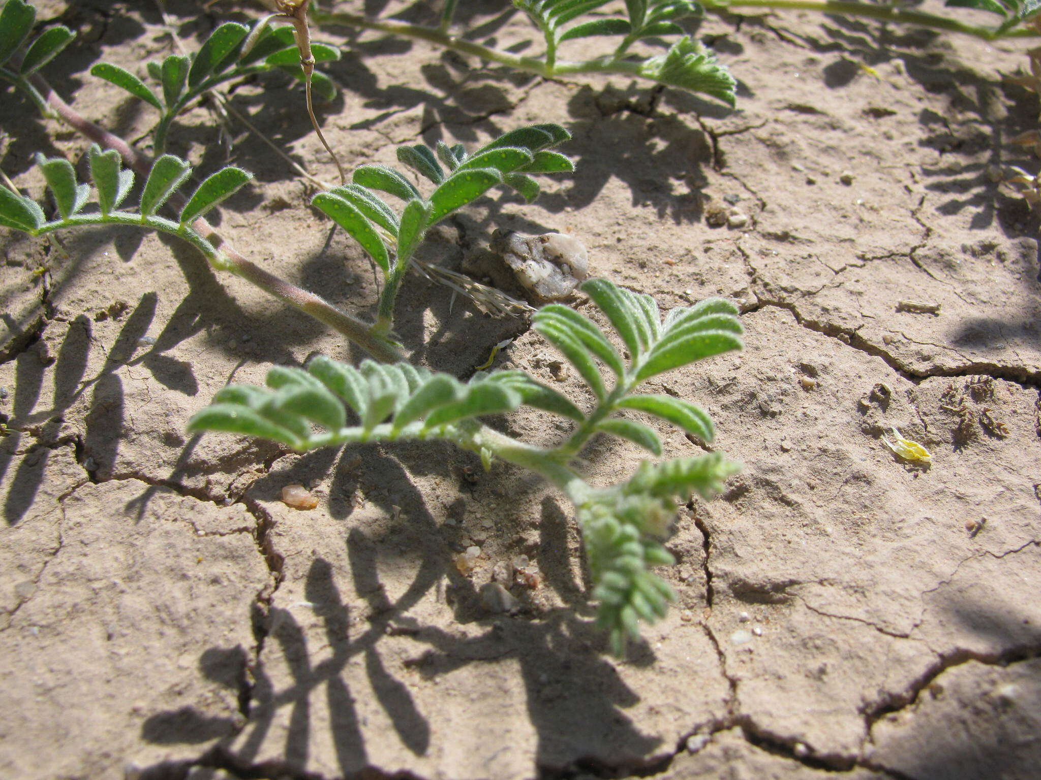 Image of woolly prairie clover