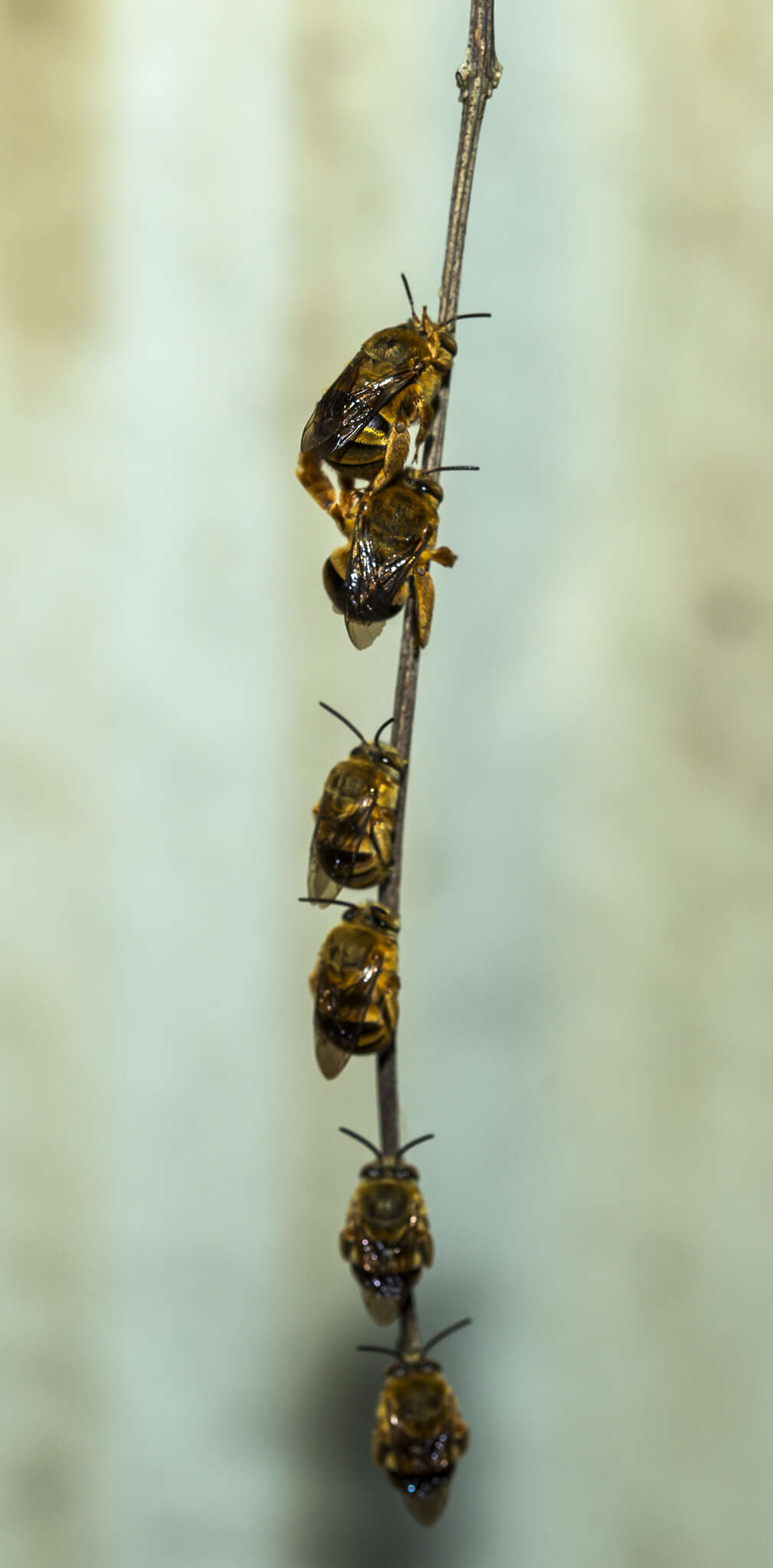 Image of Amegilla bombiformis (Smith 1854)