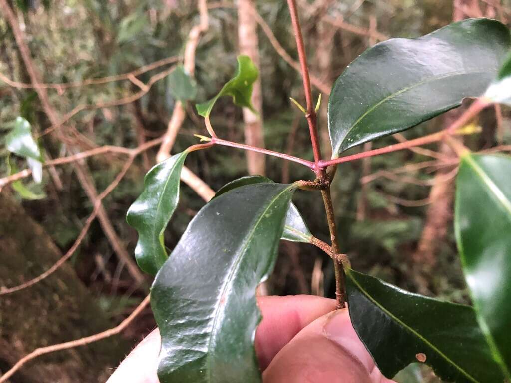 Image of Syzygium crebrinerve (C. T. White) L. A. S. Johnson