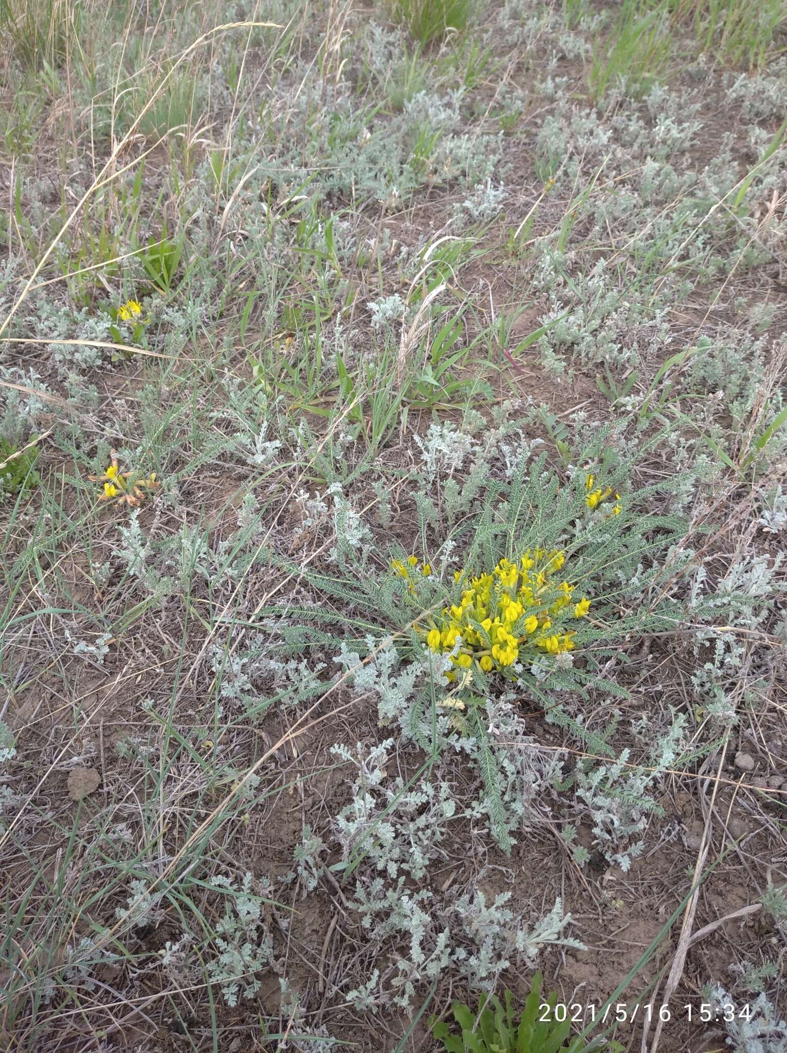 صورة Astragalus buchtormensis Pall.