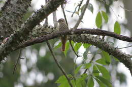 Image of Streaked Xenops