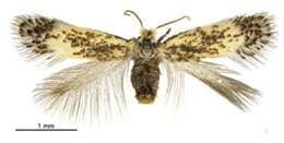Image of Menurella scotodes (Hoare ex Hoare & van Nieukerken 2013) van Nieukerken et al. 2016