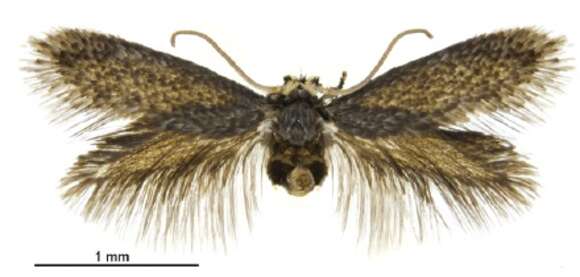 Image of Menurella scotodes (Hoare ex Hoare & van Nieukerken 2013) van Nieukerken et al. 2016