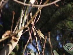 Image of Common Chiffchaff