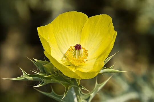 Image of Mexican pricklypoppy