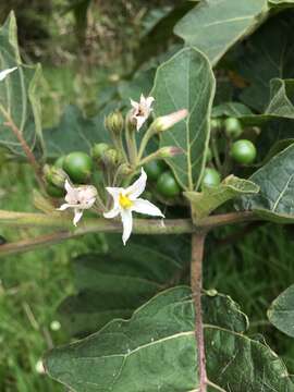 Image of Solanum stellatiglandulosum Bitler