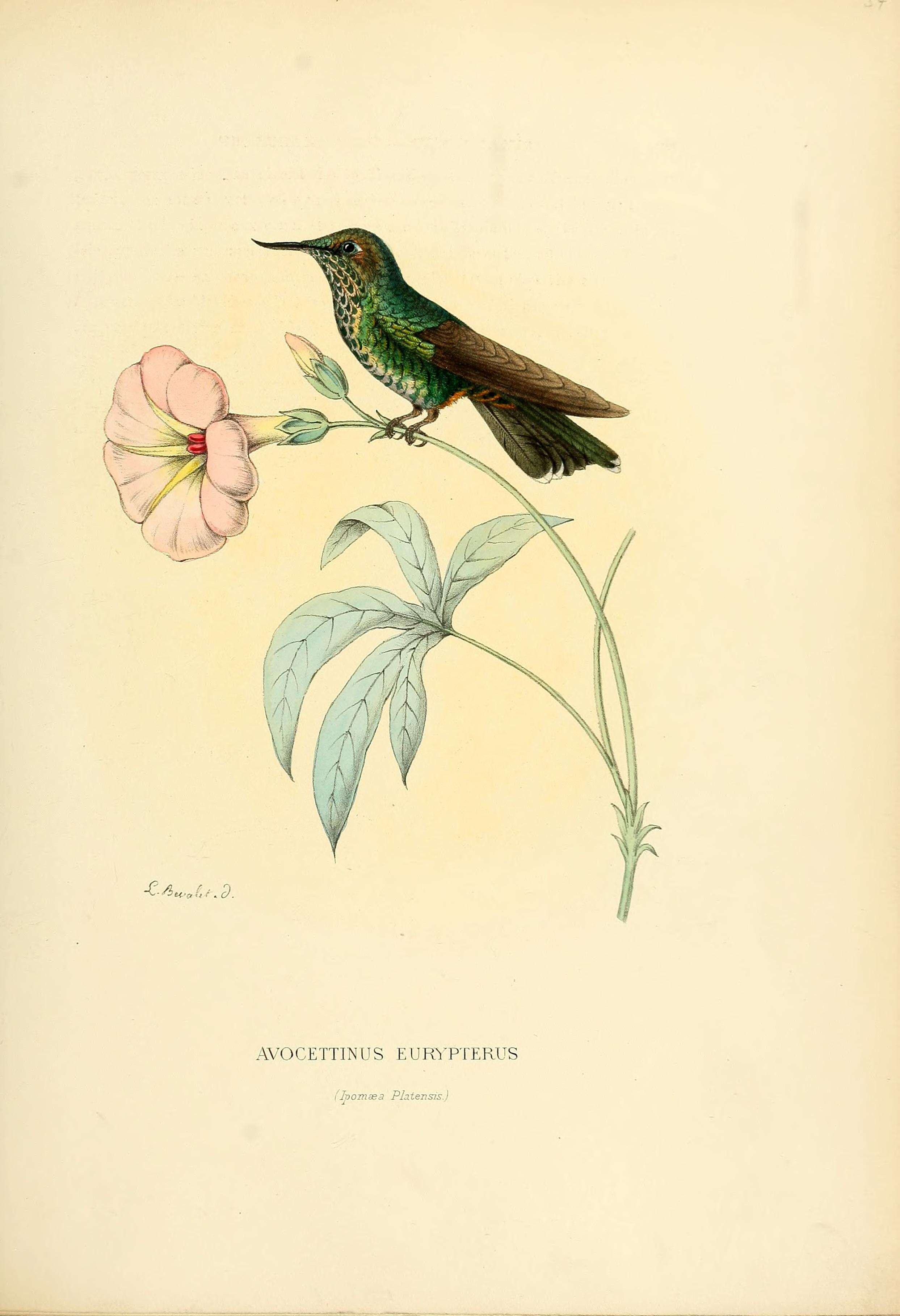 Image of Opisthoprora Cabanis & Heine 1860