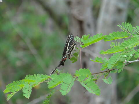 Image of Neographium