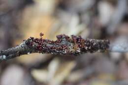 Image of Egg-shell Slime Mould