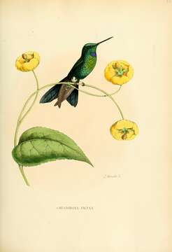 Image of Heliodoxa Gould 1850