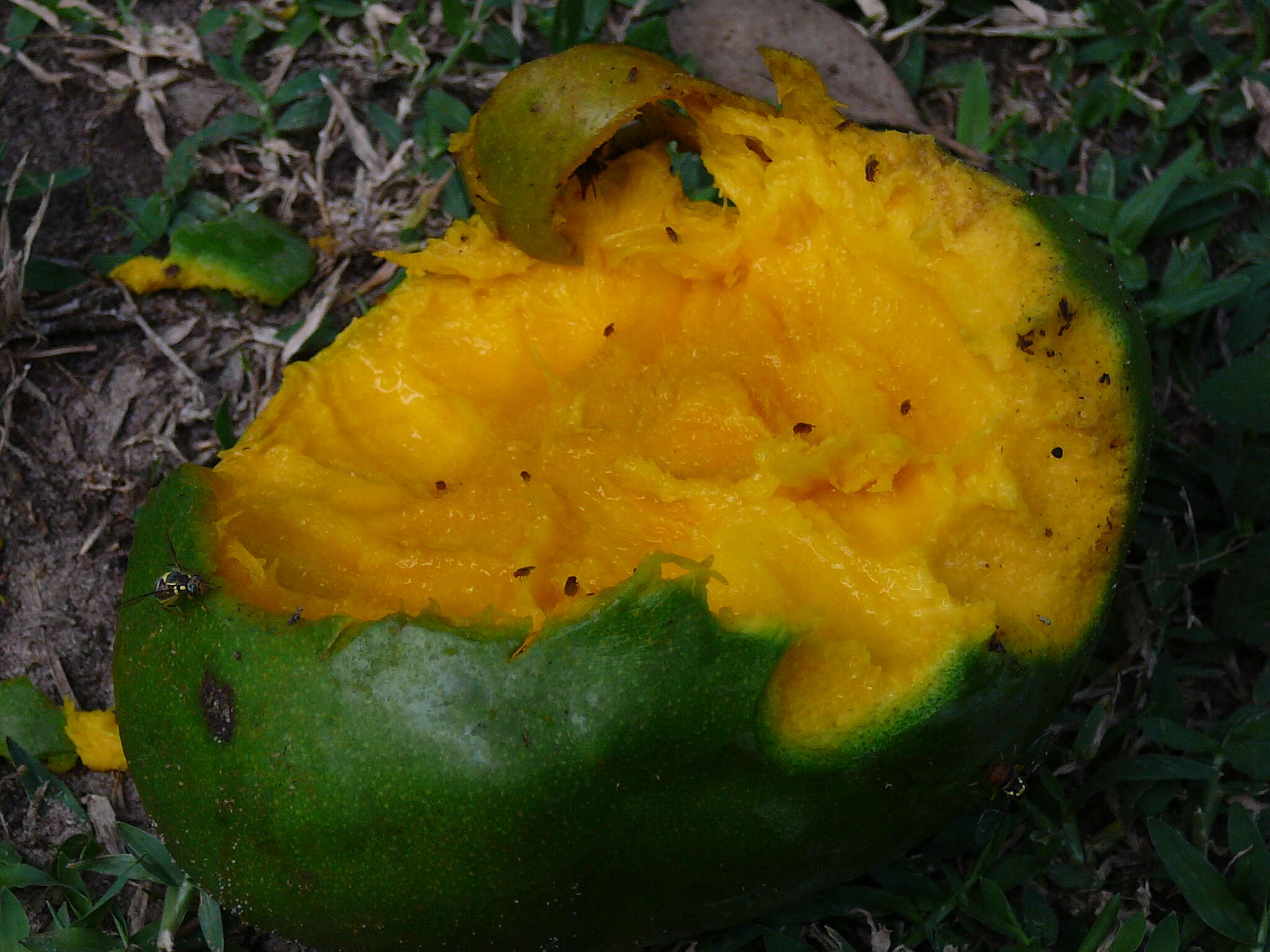 Image of Mango