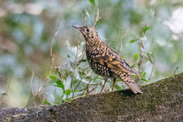 Image of White's Thrush