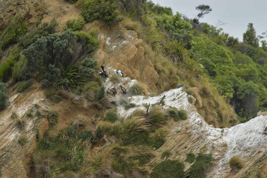 Image of New Zealand King Shag