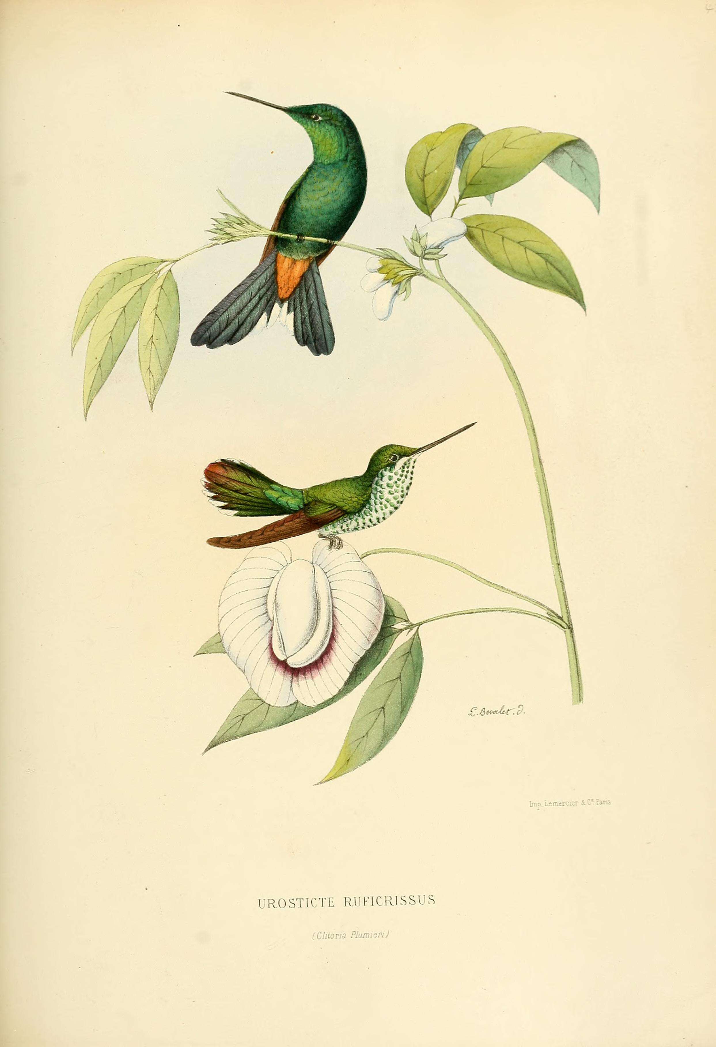 Image of Rufous-vented Whitetip