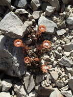 Image of Leptinella dendyi (Cockayne) D. G. Lloyd & C. J. Webb