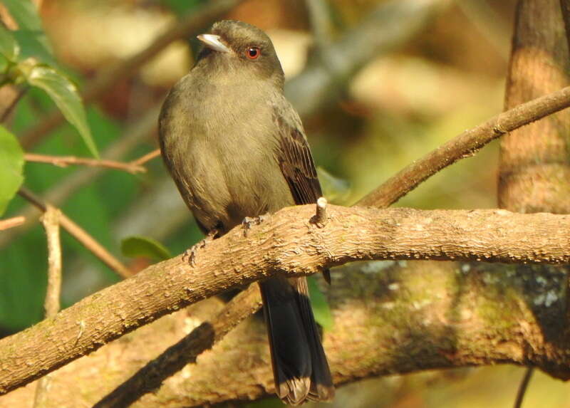 Image of Plumbeous Tyrant