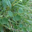 Image of Round-leaved St John's-wort