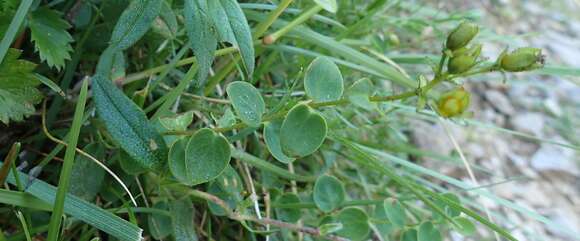 Image of Hypericum nummularium L.