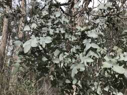 Image of Eucalyptus conspicua subsp. dispar