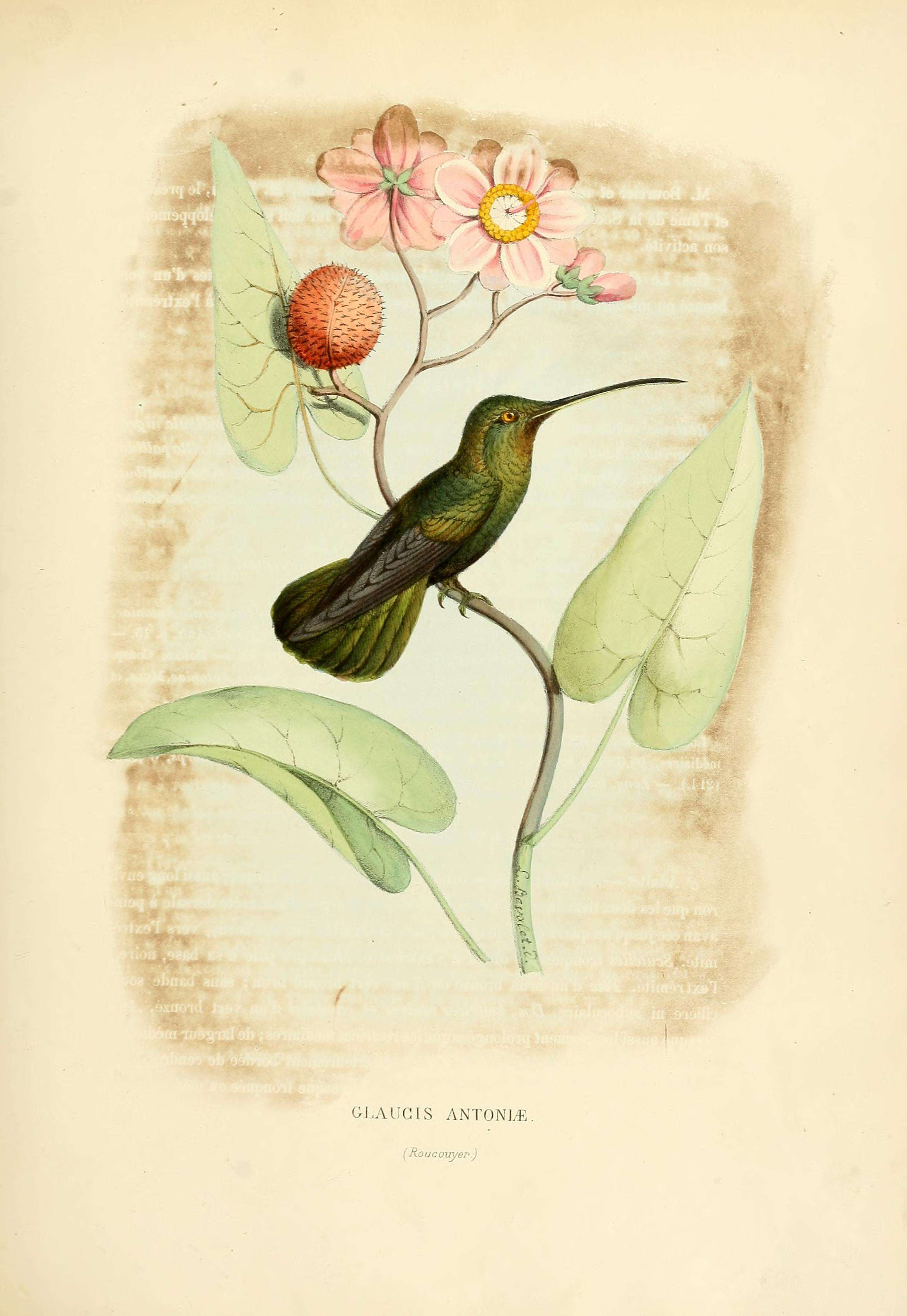 صورة Threnetes niger (Linnaeus 1758)