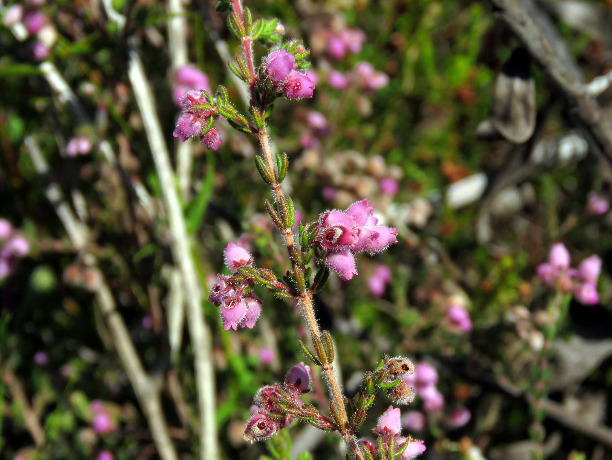 Image of Erica hirtiflora Curt.