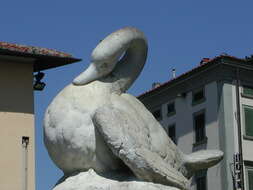 Image of Mute Swan