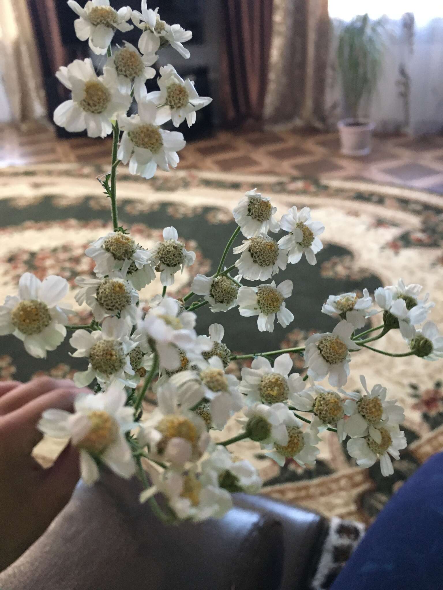 Sivun Achillea impatiens L. kuva