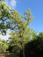 Image of Bermuda Cedar