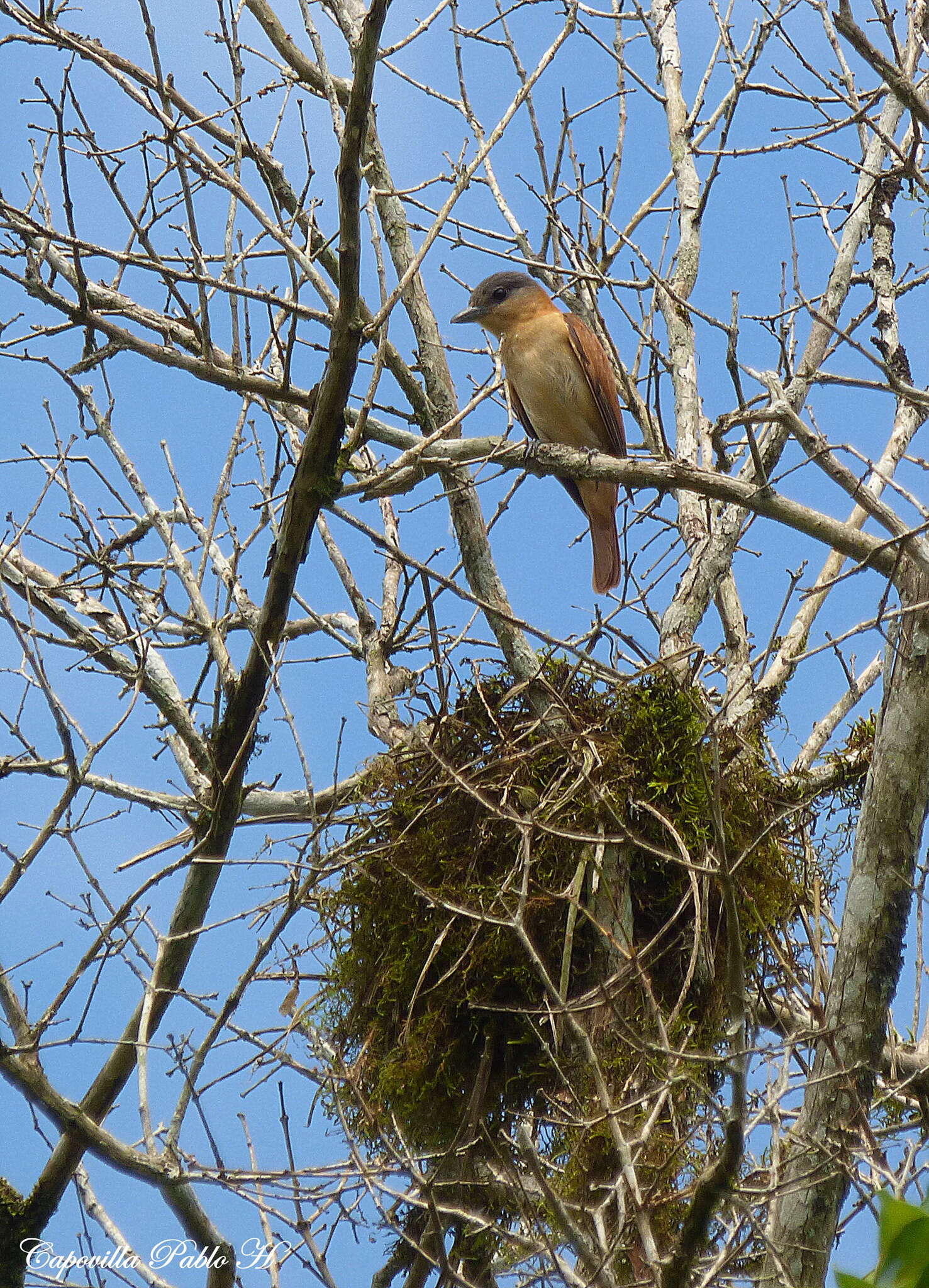 Image of Crested Becard