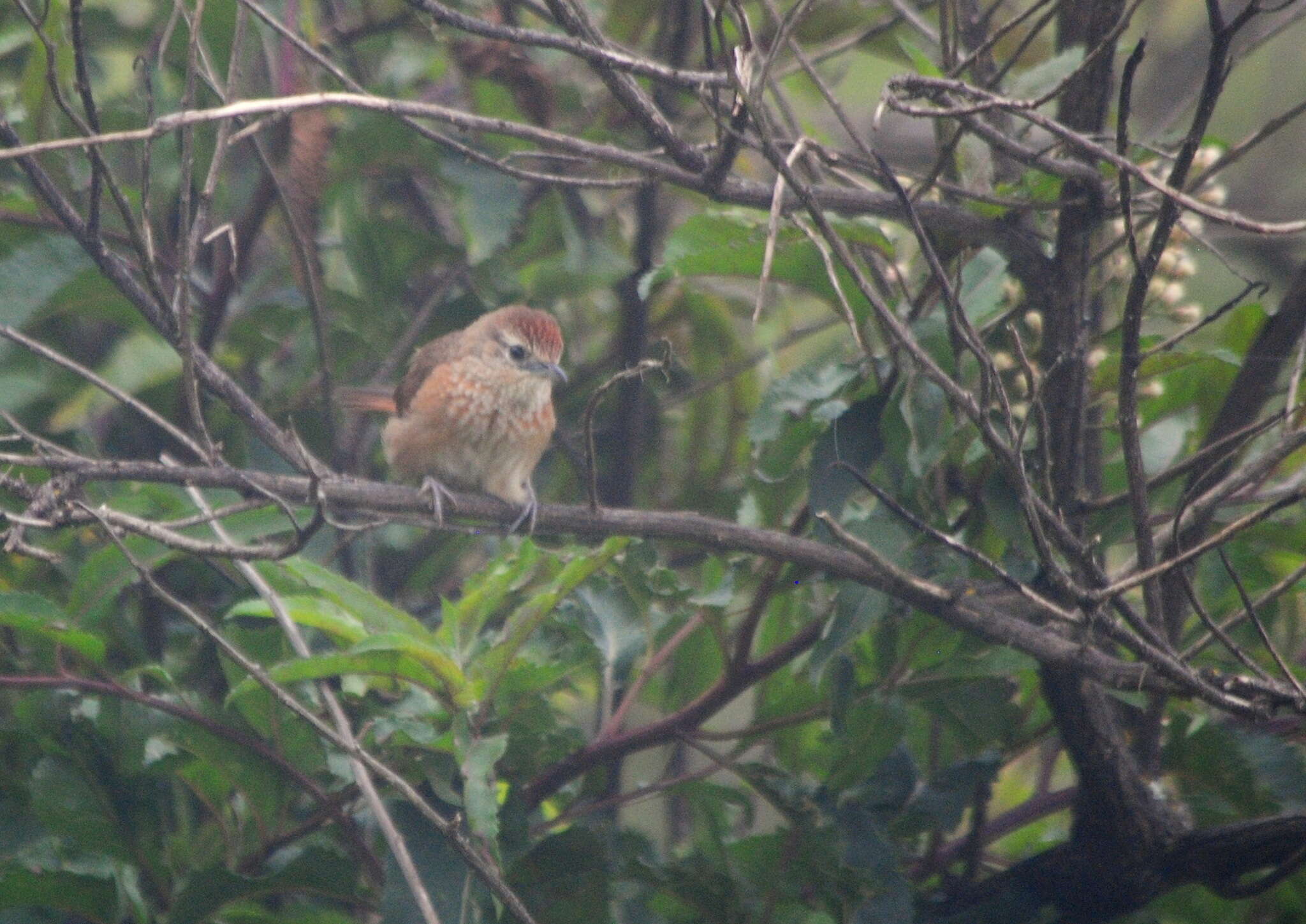 Image of Spot-breasted Thornbird