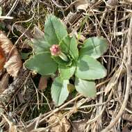 Image of Diamond-Leaf Pseudosaxifrage