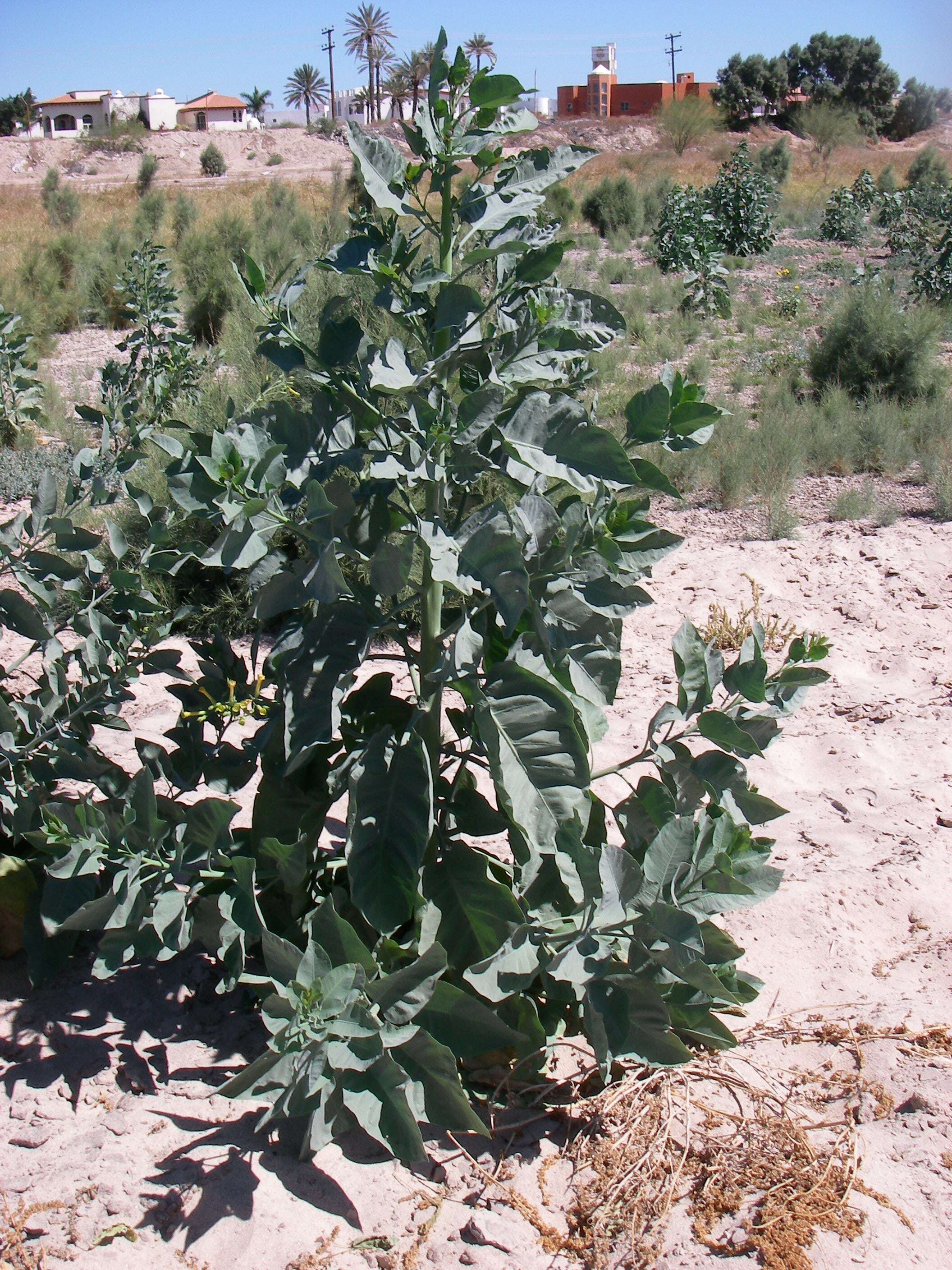 Image of tree tobacco