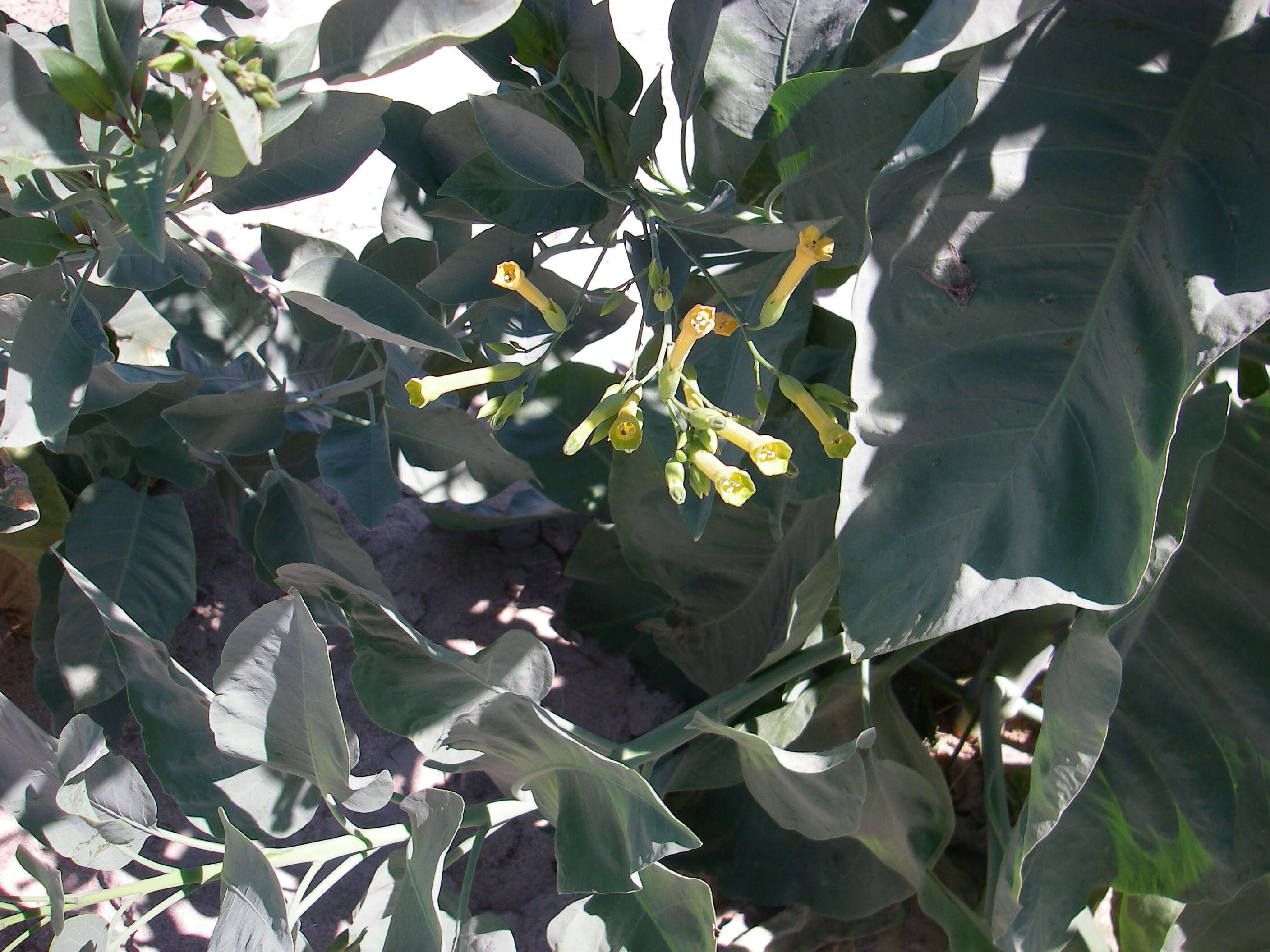 Image of tree tobacco