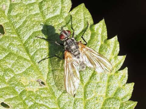 Image of Macquartia grisea (Fallen 1810)